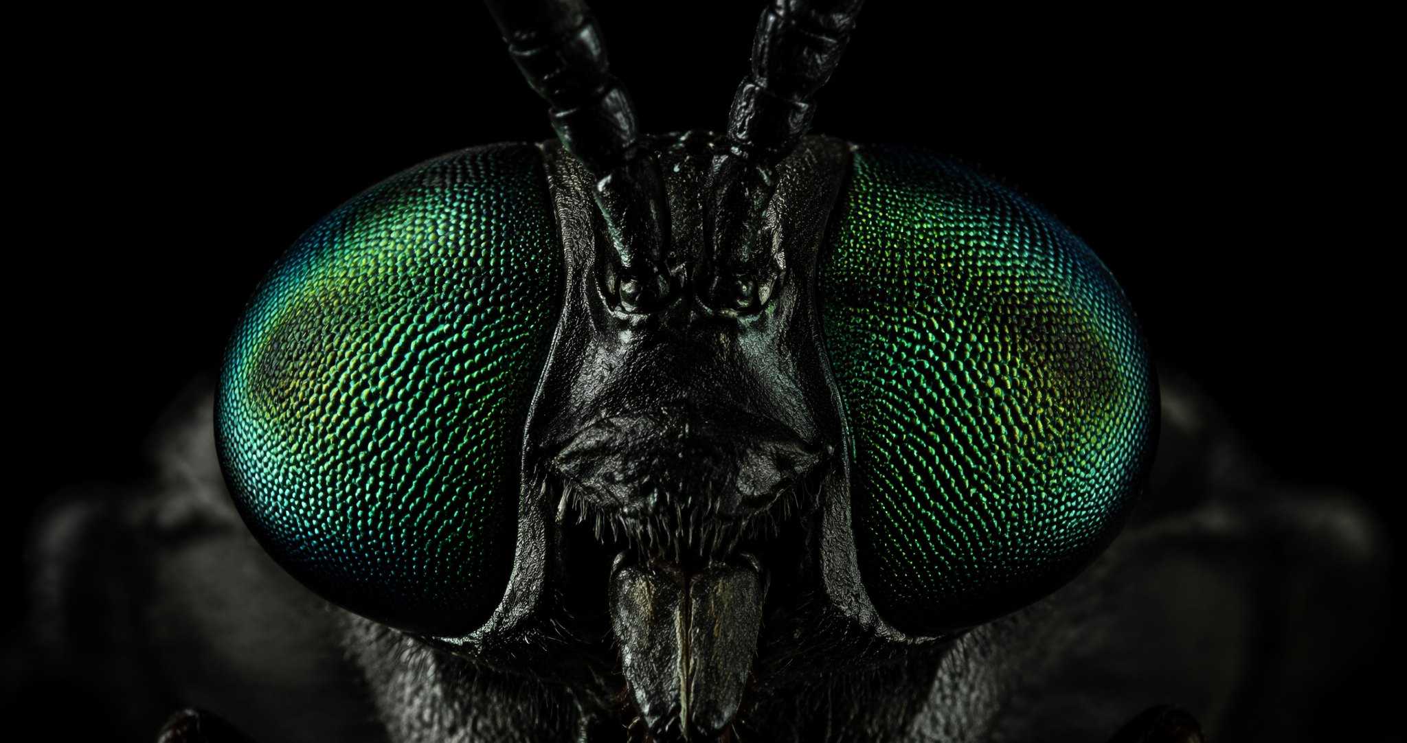 Macro photograph of a black soldier fly with iridescent green compound eyes