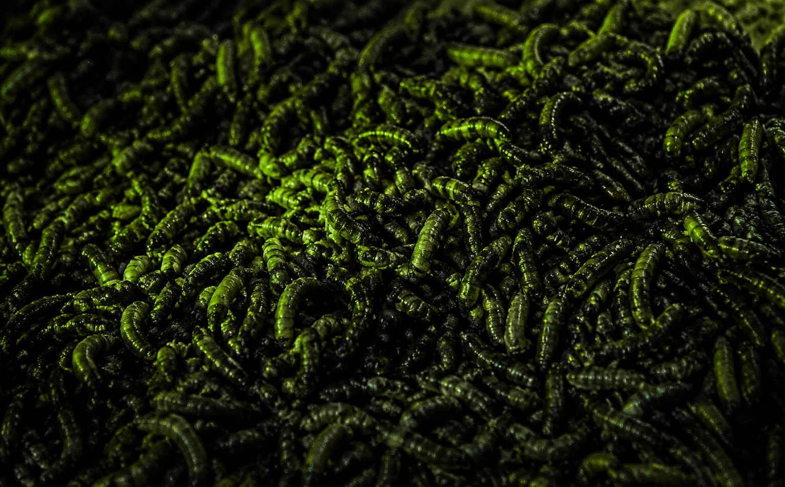 Black soldier fly larvae biomass